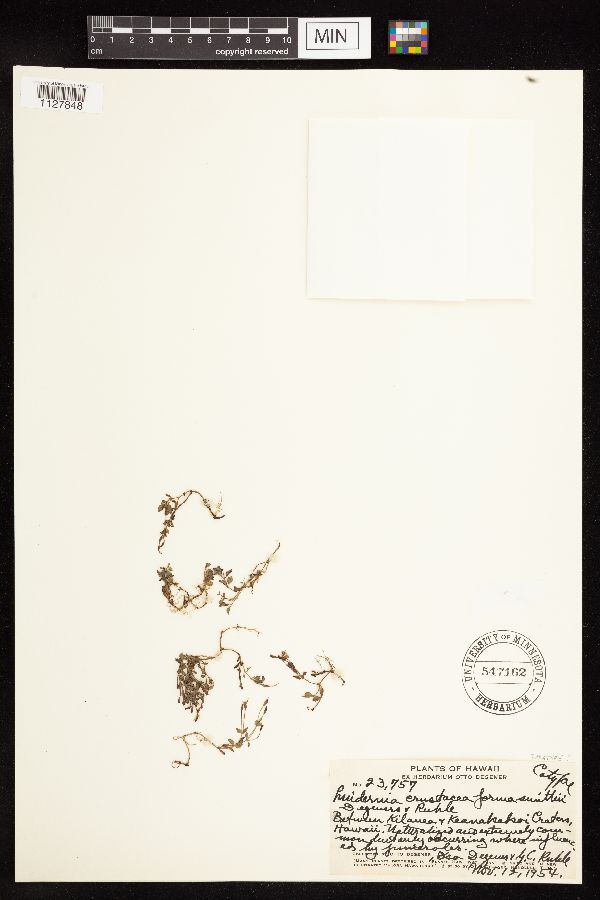 Lindernia crustacea f. smithii image