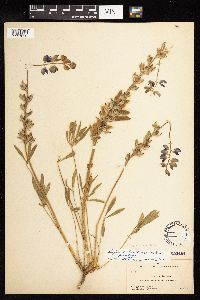 Lupinus ornatus image