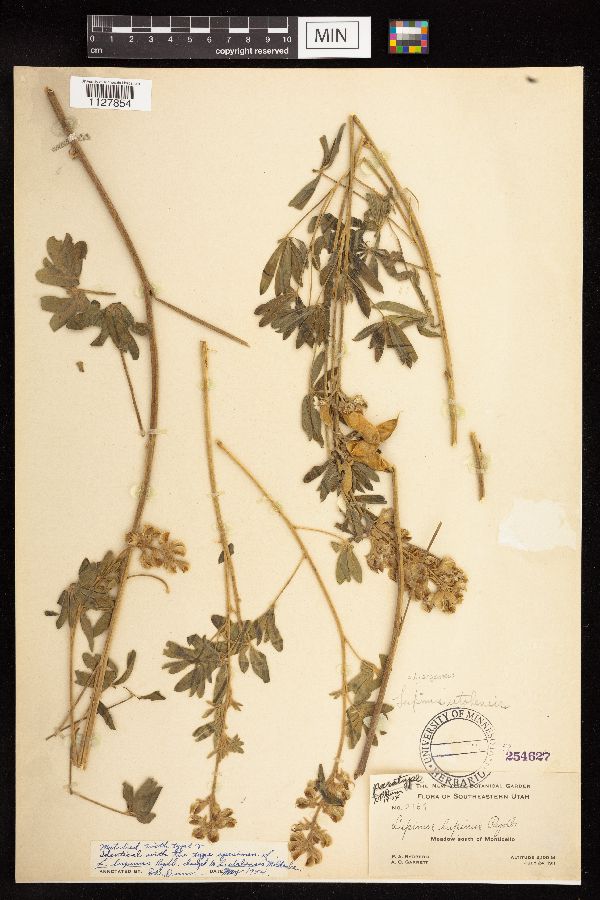 Lupinus caudatus subsp. caudatus image