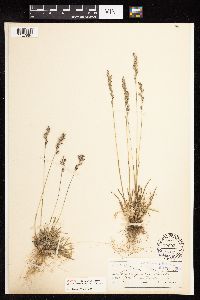 Poa curtifolia image