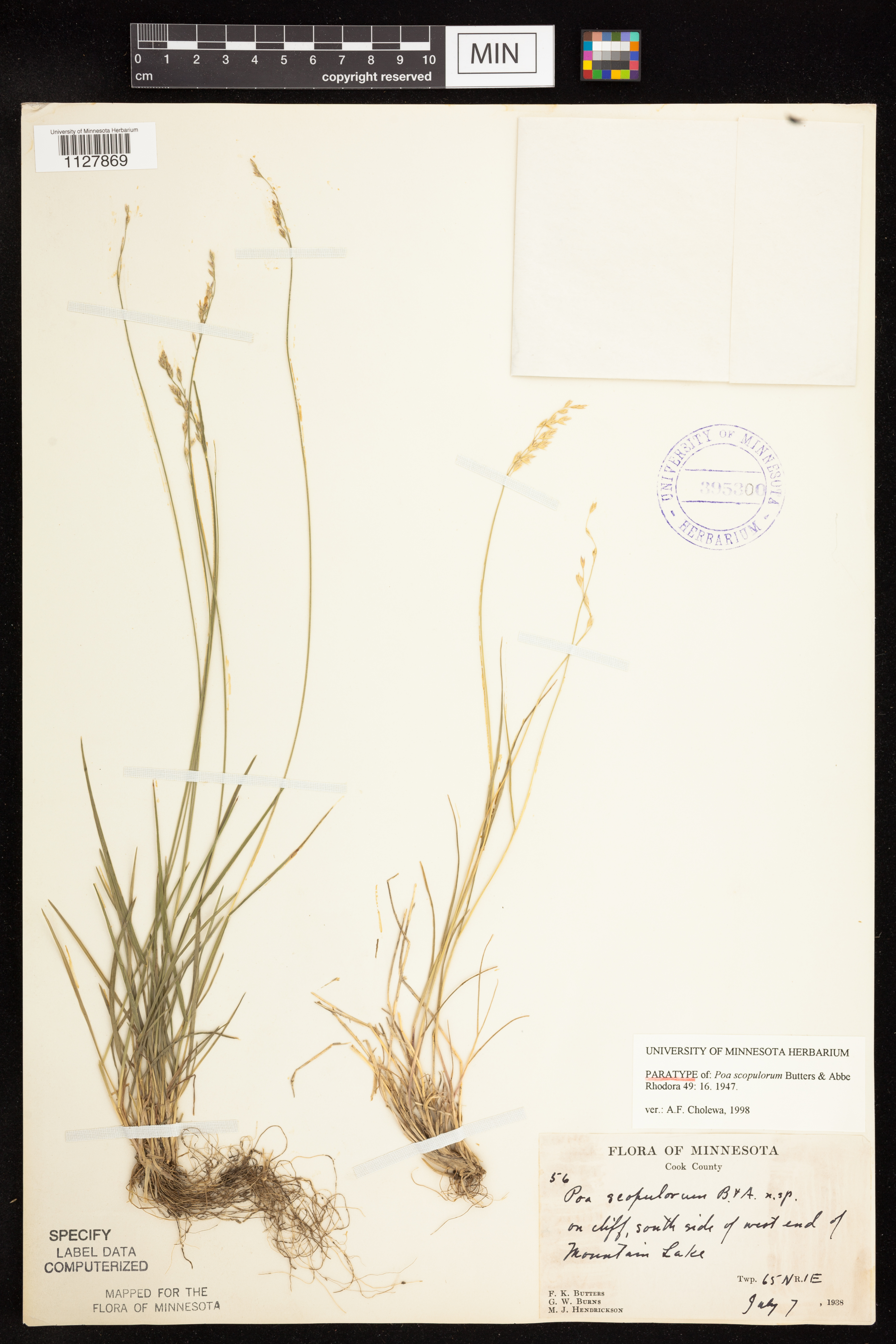 Poa scopulorum image