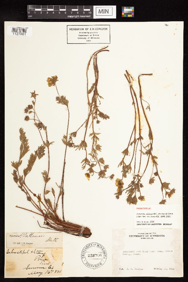 Potentilla uliginosa image