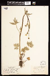 Ranunculus earlei image