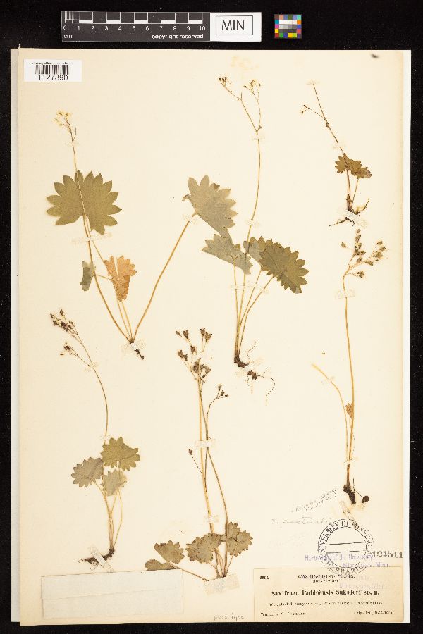 Micranthes nelsoniana image