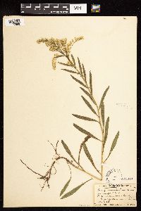 Solidago missouriensis image