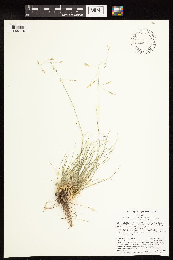 Stipa shoshoneana image