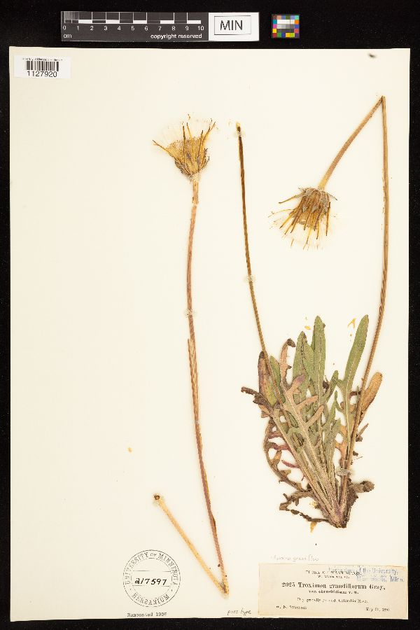 Agoseris grandiflora image