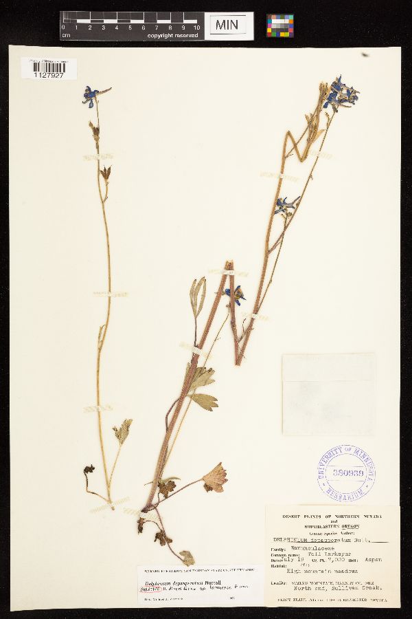 Delphinium diversifolium image