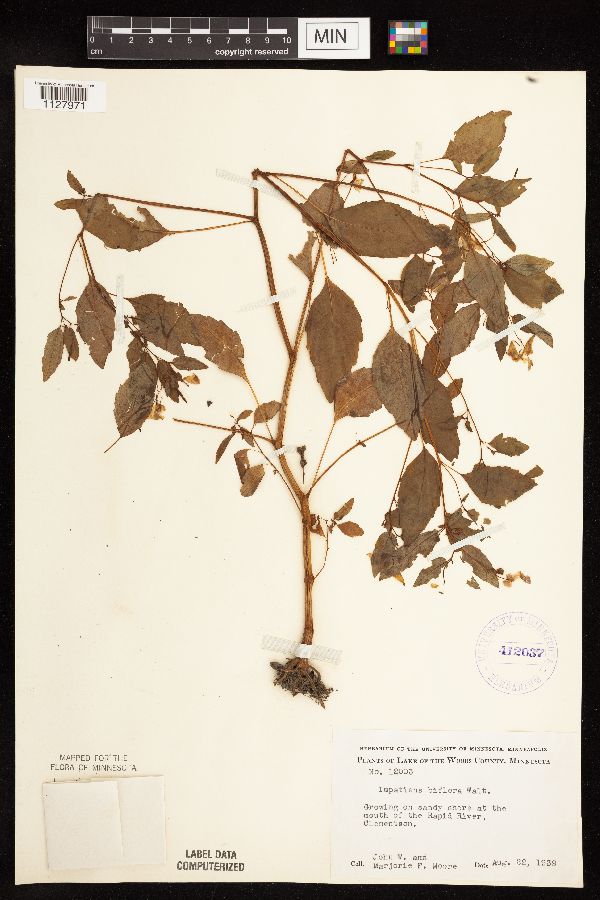 Impatiens capensis image