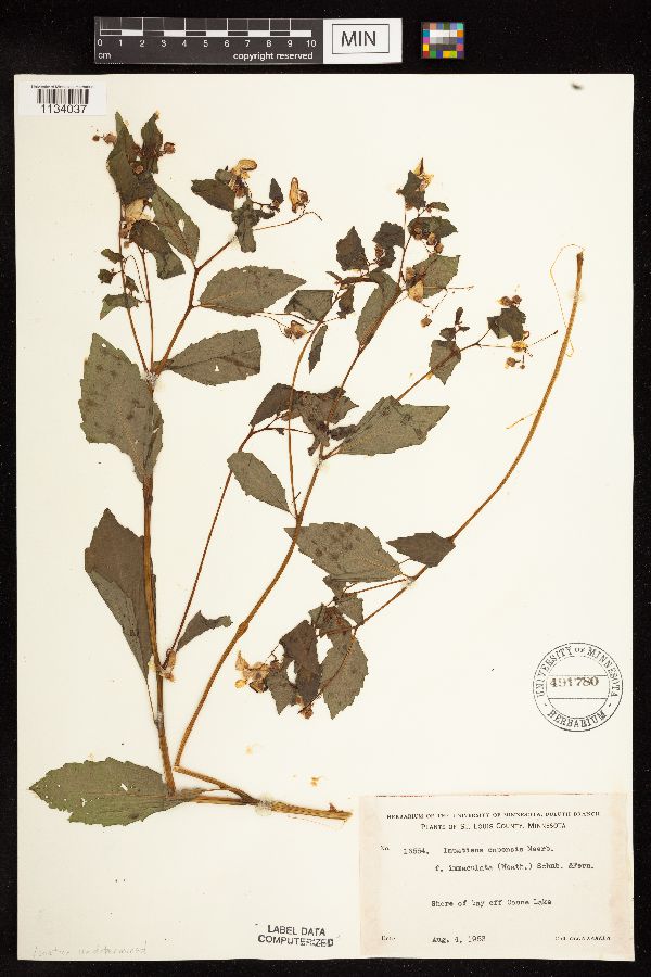 Balsaminaceae image