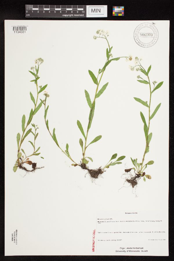 Myosotis sylvatica image