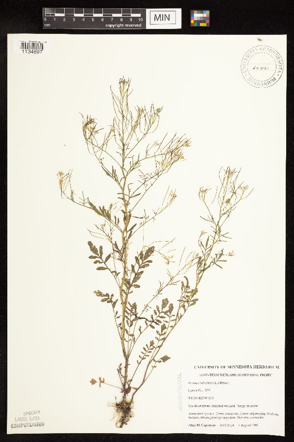 Rorippa sylvestris image