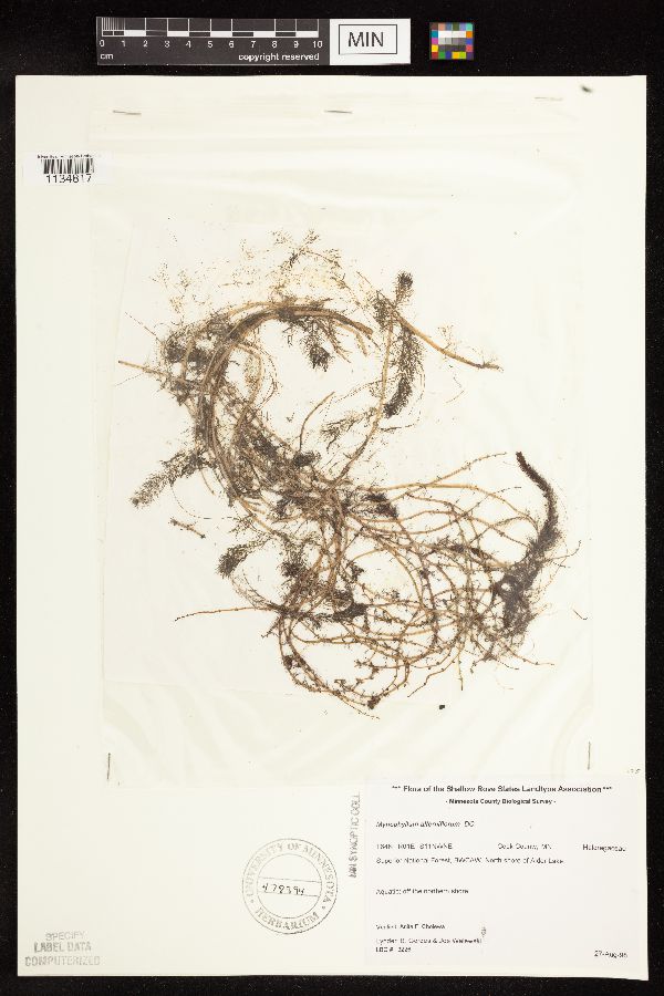Myriophyllum alterniflorum image