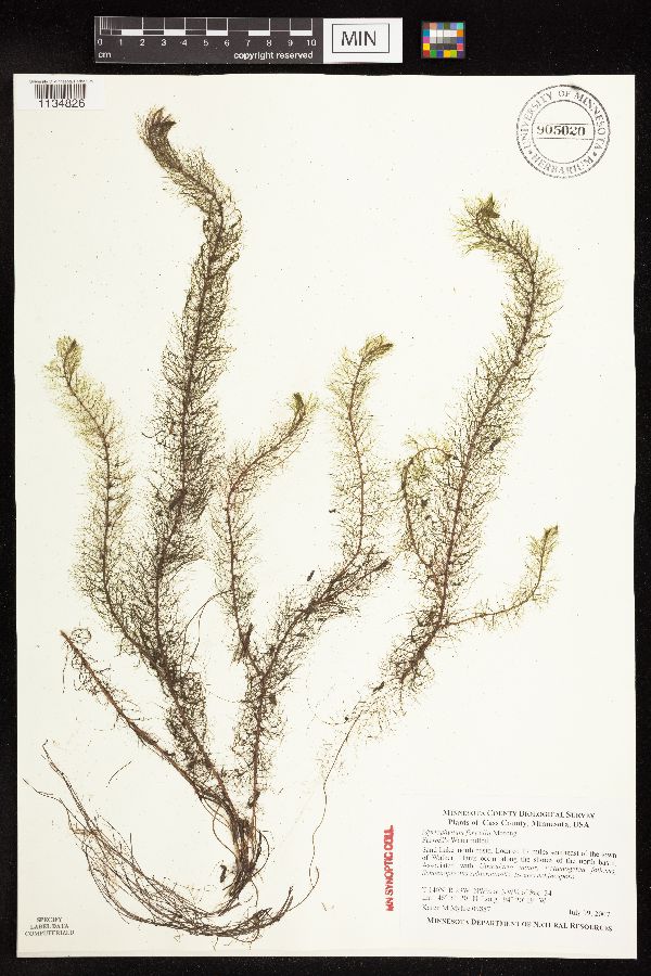 Myriophyllum image