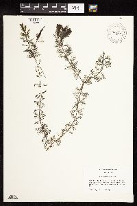 Image of Myriophyllum spicatum
