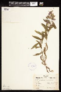Chamaenerion angustifolium image