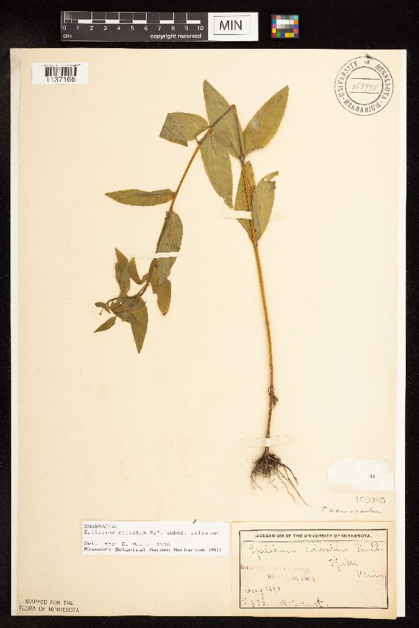 Epilobium ciliatum image