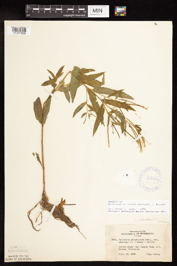 Epilobium coloratum image