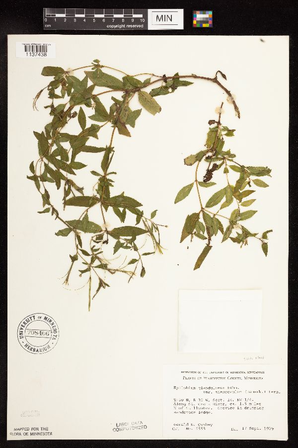 Epilobium ciliatum subsp. glandulosum image