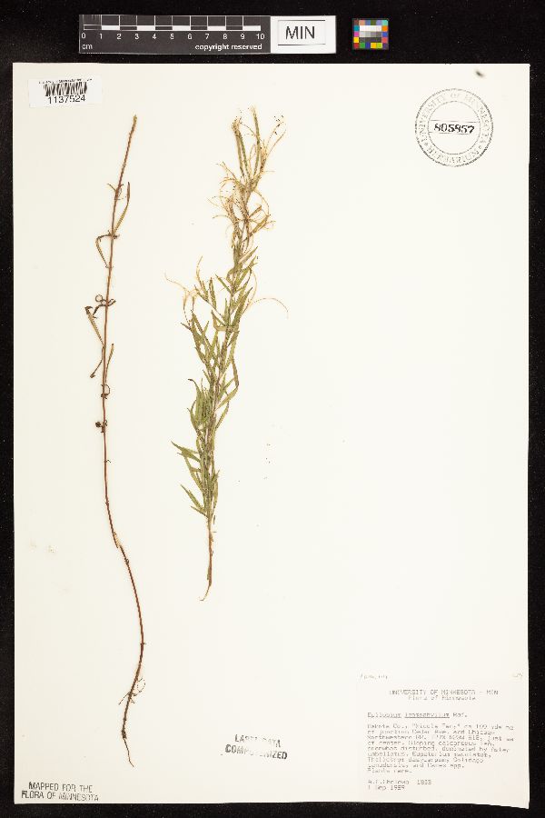 Epilobium leptophyllum image