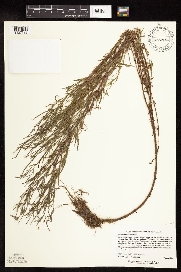 Epilobium luteum image