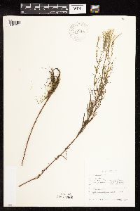 Epilobium leptophyllum image
