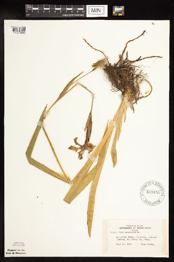 Iris versicolor image