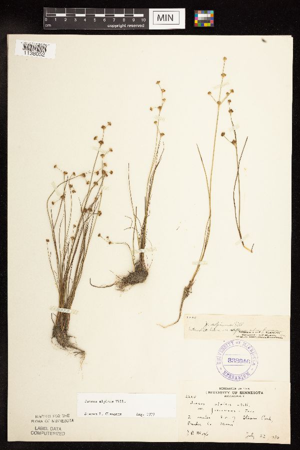 Juncus alpinoarticulatus image