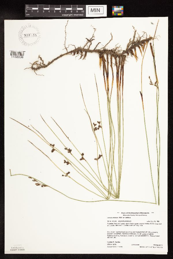 Juncus arcticus var. balticus image