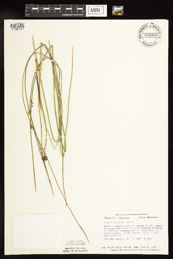 Juncus arcticus image