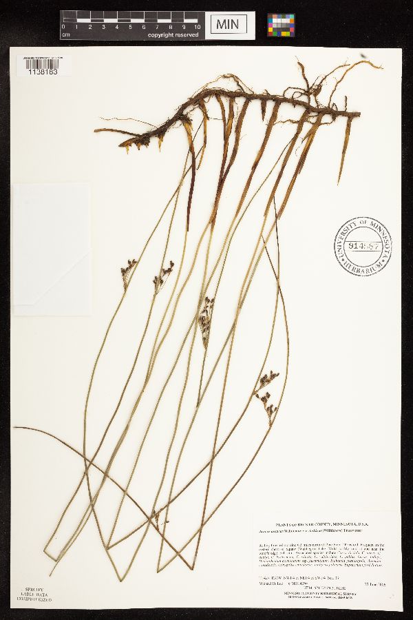 Juncus arcticus var. balticus image