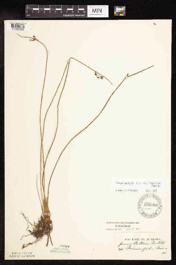 Juncus arcticus var. balticus image