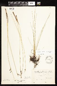 Juncus arcticus var. balticus image
