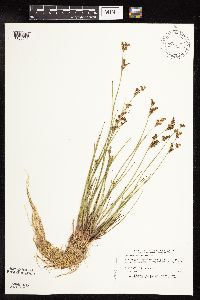 Juncus brevicaudatus image