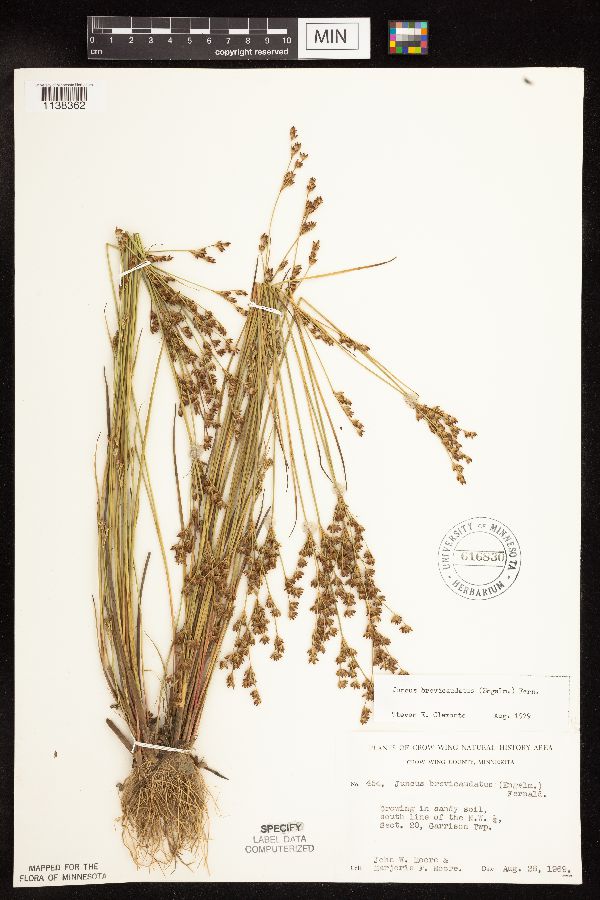 Juncus brevicaudatus image