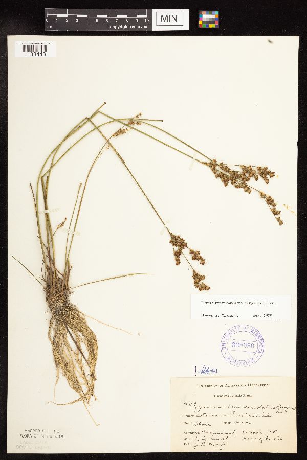 Juncus brevicaudatus image