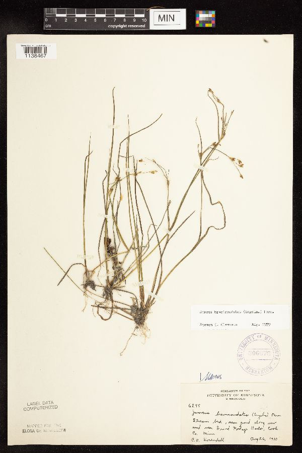 Juncus brevicaudatus image