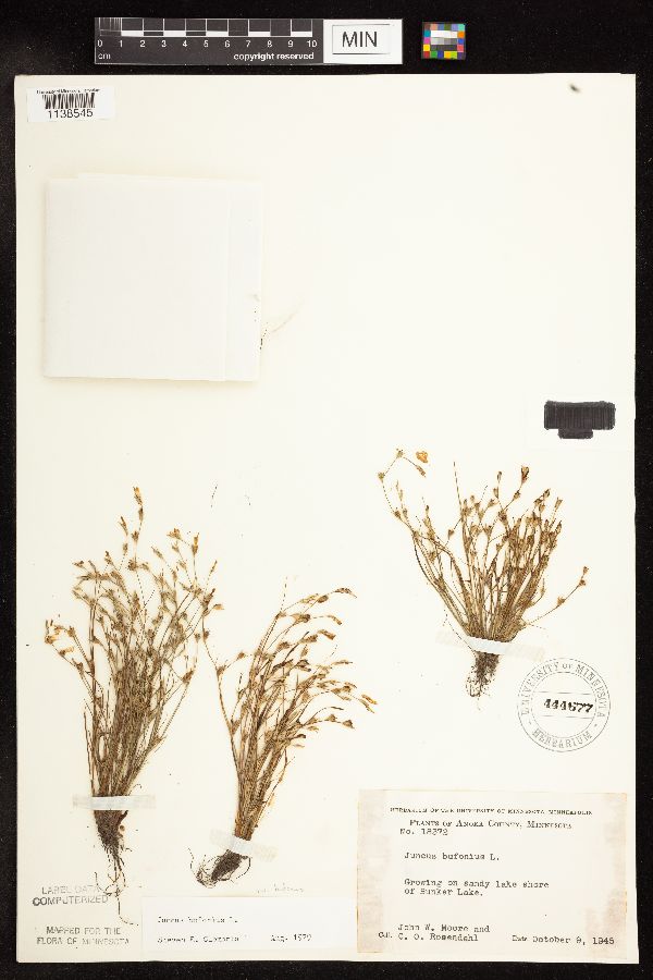 Juncus bufonius image