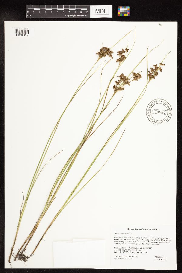 Juncus compressus image