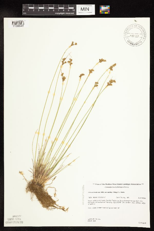 Juncus dudleyi image