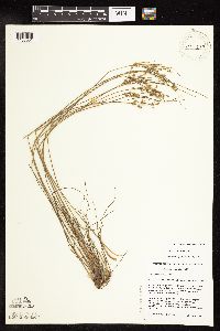 Juncus dudleyi image