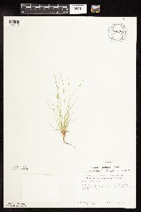 Juncus dudleyi image