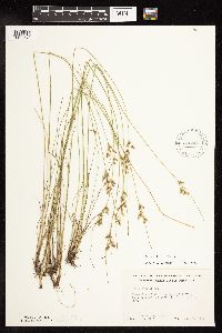 Juncus dudleyi image