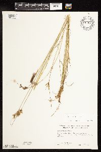 Juncus tenuis image