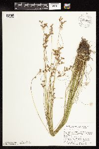 Juncus tenuis image