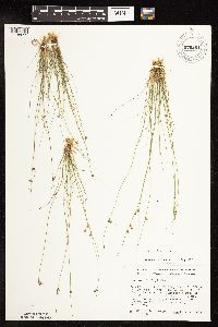 Juncus dudleyi image