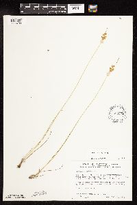 Juncus dudleyi image