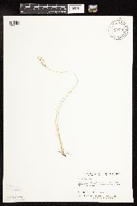Juncus dudleyi image