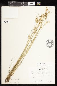 Juncus dudleyi image