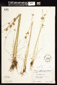 Juncus dudleyi image